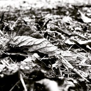 Meet your Posher, Johnny